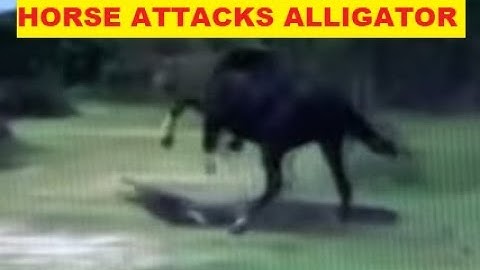 Why Would A Horse Attack An Alligator For Apparently No Reason - Horse Herd Behavior Explained