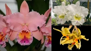 Aproveite as belas orquídeas George King, Stanhopea amarela e muito mais