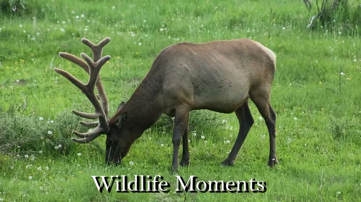 Dylan Wiest – 2025 Demo Reel | Travel, Drone, and Cinematic Videography