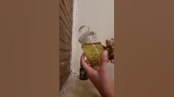 making catnip tea 🍵 part 3