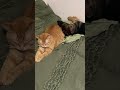 Nice orange pillow. #music #oldies #newmusic #80smusic #cat #lofi #love