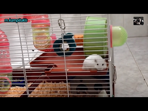 Βίντεο: Πώς να σταματήσετε ένα χάμστερ από το μάσημα σε ένα κλουβί