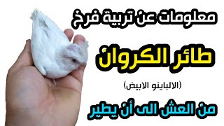 طريقة اطعام فرخ طائر الكروان .. الكوكتيل ..الحلقة الأولى..