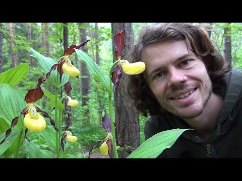 Video: Orchideen In Unseren Wäldern