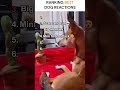 RANKING BEST DOG REACTIONS #shorts #shortvideo #dog #funny #entertainment #ranked #laugh