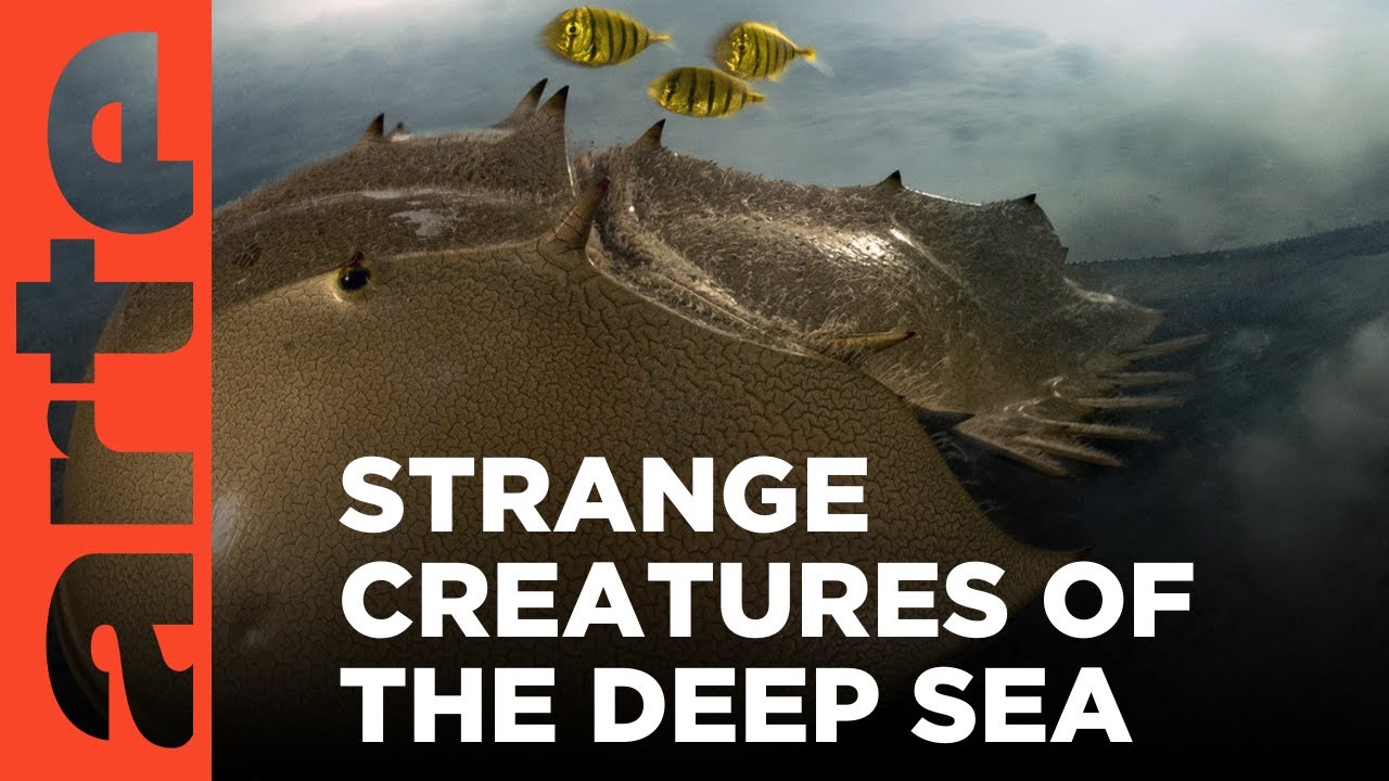 Documentary backdrop image for The Horseshoe Crab and the Abyss (2025)