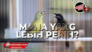 🔴Kolibri Kelapa Betina Gacor Tajam vs Cucak Cungkok Super Gacor Kasar dan Perih di Telinga❗️