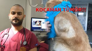 Tümor Ameliyatı - Dikiş- Badem (Golden retriever) Huge Tumor Removal