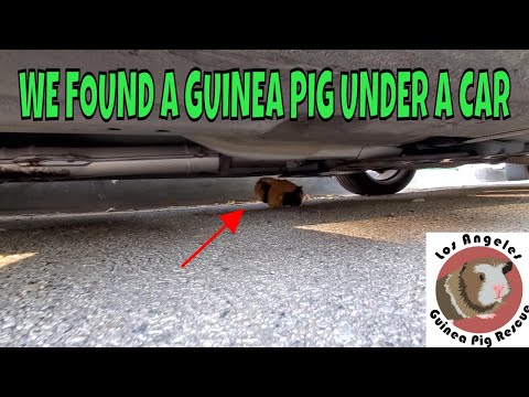 Guinea Pig Under a Car?!! Guinea Pigs in the "Urban Wild"