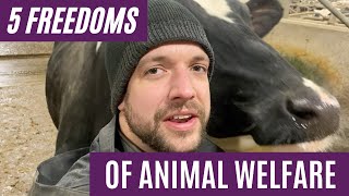 What Are The 5 Freedoms of Animal Welfare