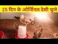 25 दिन के ओर्जिनल देसी चूजे(Local chicken farming)