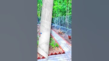 Ide Kreatif Saat Membuat Kandang Ayam #pertanian #tipsberkebun #Trikpintar #petanimodern