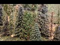 Pine trees (tree making part 1)