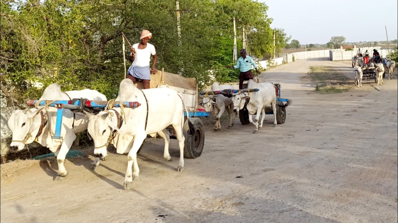 Bullock cart stuck in mud ride-bullock heavy loading-⌛ 🛒-sand pulling ♉🐂 bull-cattle video-ox videos