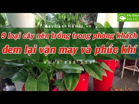 Video: Cây Trồng Trong Phòng Khách - Mẹo Trồng Cây Trong Phòng Khách