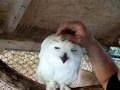 Snowy Owl Acceptance