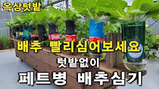 페트병재활용, 페트병배추키우기, 옥상텃밭작물,