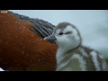 Duckling Swept Away From Parent | Wild Patagonia | BBC Earth