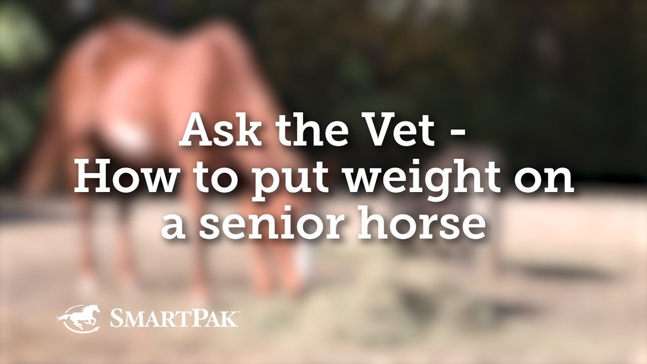 Ask the Vet How to put weight on a senior horse YouTube
