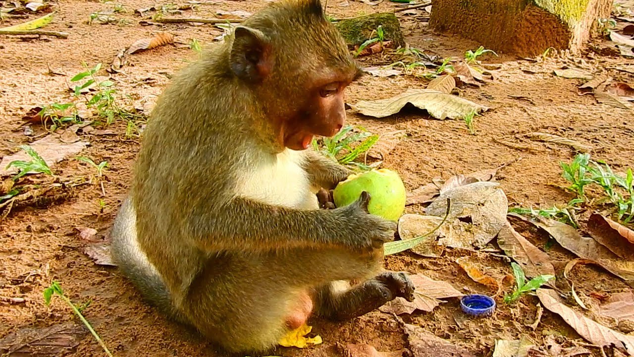Orphan girl Jessie very happy with extra food / Monkey Post