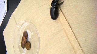 Bess Beetle Lab