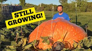 This Giant Pumpkin Looks MASSIVE From the Stem End…