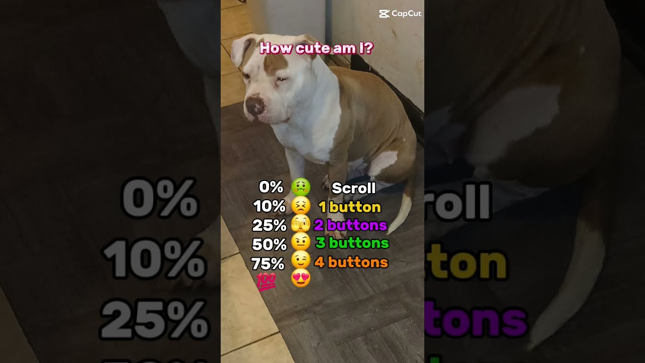 How Cute Is She Pitbull Viral Starr StarrPower Dogs