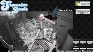 Helping @SuperiorBuds420 Trim his GIANTS