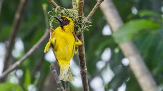 Avian Architects: Exploring the Southern Masked Weaver's Nesting Marvels.