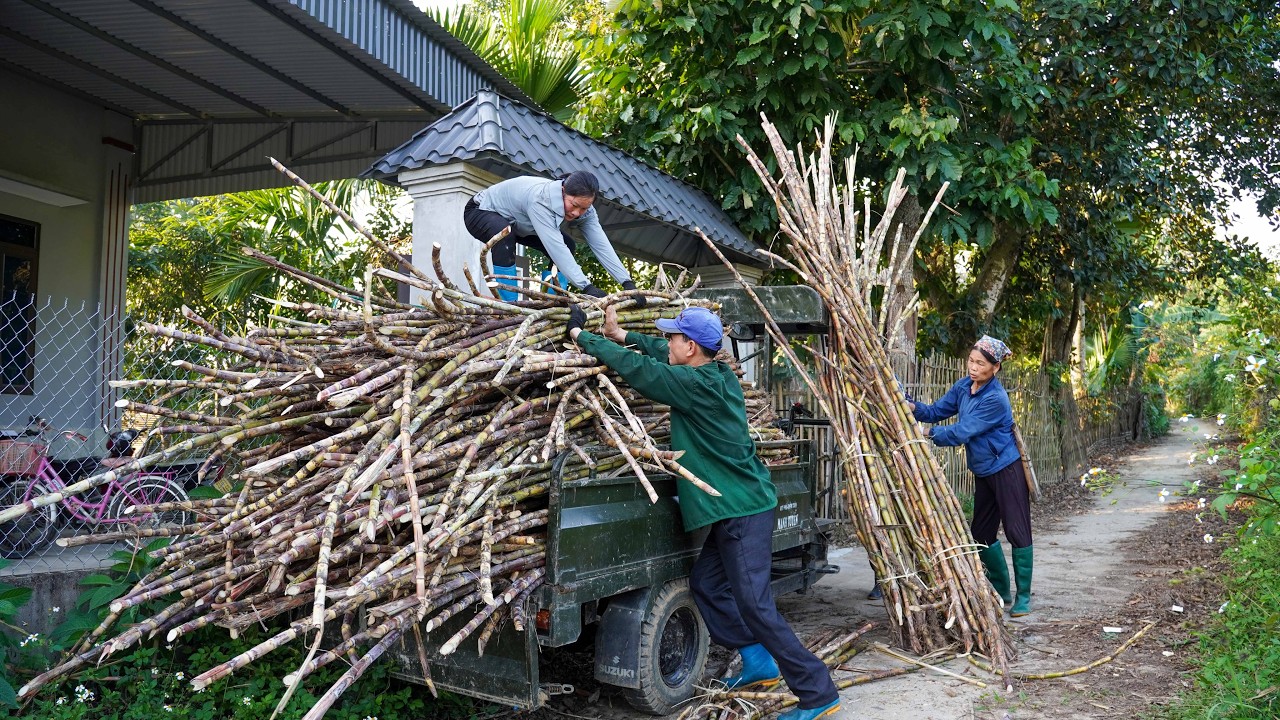Я отложил строительство дома и привёз домой сахарный тростник, чтобы делать сироп на продажу.