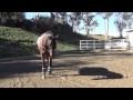 Balidor:  Second phase of lunging