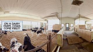 360 Degree Virtual Farm Tour: Comfortable Cows at Gervais Family Farm