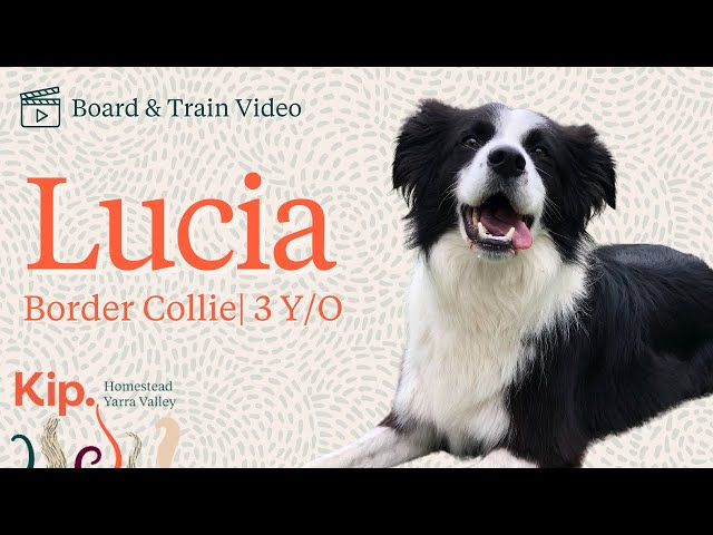 Dog Board And Train Warren: Transform Your Pet's Behavior Today!