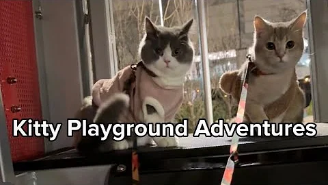 Video 3719921: loving british shorthair boys, adorable british shorthair, kitty