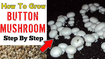 Button Mushroom Cultivation At Home (IN HINDI) Mushroom Farming
