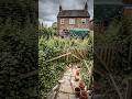 #backyardtransformation #landscaping #gardenrenovation #beforeandafter #timelapse