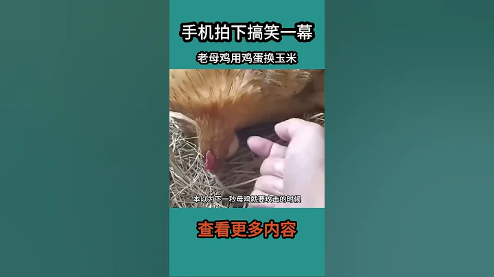 老母雞用雞蛋換玉米#社會百態 - 天天要聞