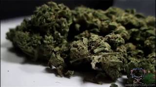 Certified Pothead - Cherry Pie
