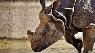 unique facts about rhinos