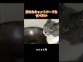 炒めたごはんが食べたい。炒めてないのは食べないし、火をつけて炒めたのも食べない。儀式感じゃなくて、飼い主の「態度」が見たいだけなんだ。