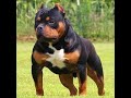 Poderoso Pitweiler mix de Pitbull y Rottweiler no te lo pierdas