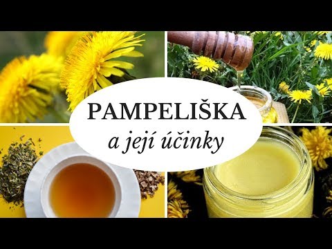 Video: Pampeliška: Lahodné Topy A Zdravé Kořeny