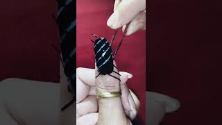 🌷 Easy Nail Art That Professional 😍💅 #shorts #subscribe #nailart