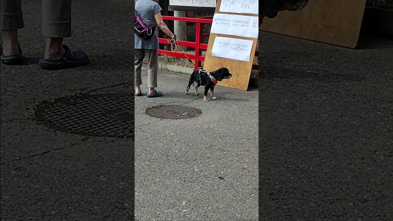 ビーグルミックス犬 - YouTube
