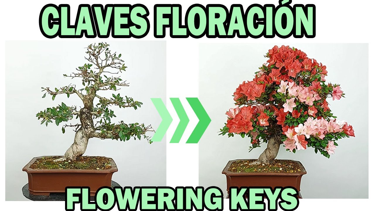 AZALEAS en BONSÁI, CLAVES🔑🔑🔑 PARA UNA BUENA FLORACIÓN🌸🌸🌸