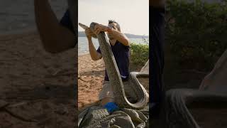 Ce serpent géant peut lui briser les côtes en une seule étreinte Ce serpent géant peut lui briser les côtes en une seule étreinte
