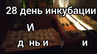 Нет движений и как будто замер ГУСЕНОК внутри яйца на 30 день инкубации ПОЧЕМУ? Как понять что живой