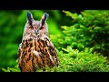 Relaxing Beautiful Music, Peaceful Instrumental Music, "Songbirds" by Tim Janis