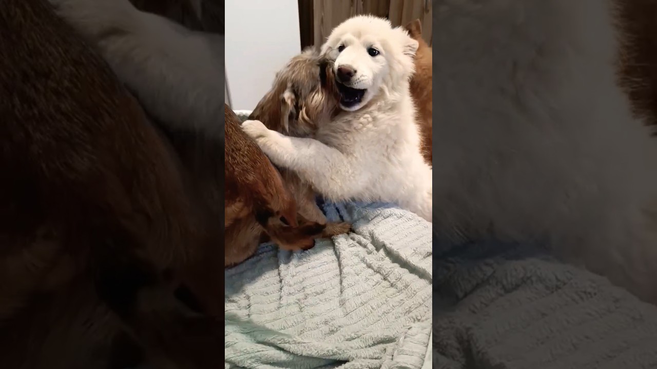 Евразиер / Гриффон / Пти Брабансон / Друзья 