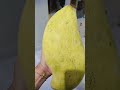 mangga mahatir #buah #review #malaysia #shorts #shortvideo
